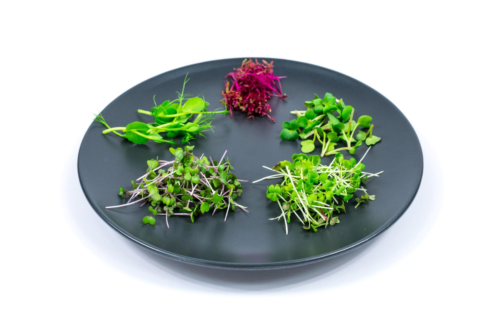 Close-up of plated starter with herbs